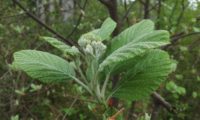 botões e folhas felpudas da sorveira-branca, botoeiro, mostajeiro-branco – Sorbus aria