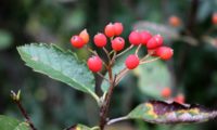 frutos sem lenticelas da sorveira-branca, botoeiro, mostajeiro-branco – Sorbus aria