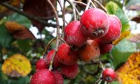 sorvas maduras com lenticelas da sorveira-branca, botoeiro, mostajeiro-branco – Sorbus aria