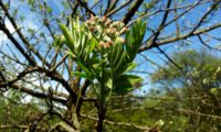 folhas primaveris e botões de sorveira, sorva – Sorbus domestica