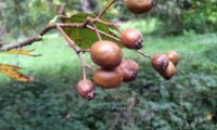 pomos de mostajeiro, mostajeiro-das-cólicas – Sorbus torminalis