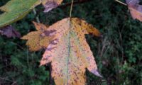 página superior de mostajeiro, mostajeiro-das-cólicas, aspecto outonal – Sorbus torminalis