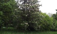 hábito juvenil - porte colunar - de mostajeiro, mostajeiro-das-cólicas – Sorbus torminalis