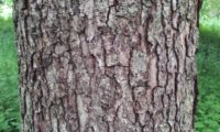 ritidoma de mostajeiro, mostajeiro-das-cólicas – Sorbus torminalis