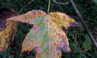 página superior de mostajeiro, mostajeiro-das-cólicas, cores outonais – Sorbus torminalis