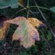 página superior de mostajeiro, mostajeiro-das-cólicas, cores outonais – Sorbus torminalis
