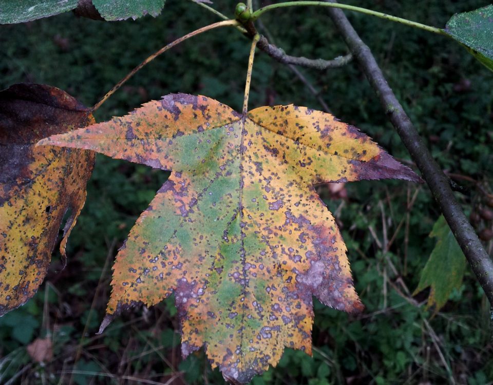 página superior de mostajeiro, mostajeiro-das-cólicas, cores outonais – Sorbus torminalis