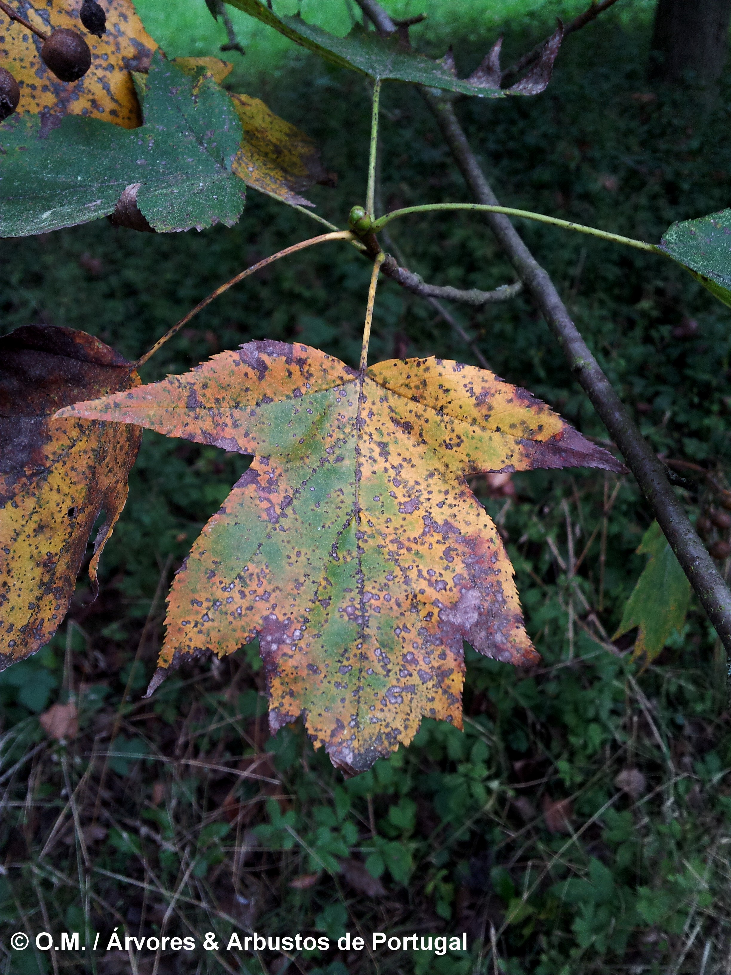 página superior de mostajeiro, mostajeiro-das-cólicas, cores outonais – Sorbus torminalis