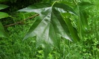 página superior glabra, verde-escuro brilhante de mostajeiro, mostajeiro-das-cólicas – Sorbus torminalis