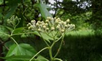 botões de mostajeiro, mostajeiro-das-cólicas – Sorbus torminalis