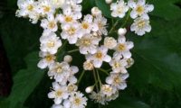 corimbo, flores e botões de mostajeiro, mostajeiro-das-cólicas – Sorbus torminalis