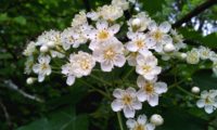 flores de mostajeiro, mostajeiro-das-cólicas – Sorbus torminalis