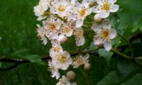 flores e botões de mostajeiro, mostajeiro-das-cólicas – Sorbus torminalis