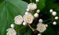 flores e botões de mostajeiro, mostajeiro-das-cólicas – Sorbus torminalis