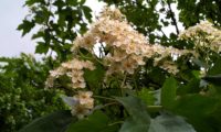 corimbos de mostajeiro, mostajeiro-das-cólicas – Sorbus torminalis