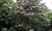 hábito juvenil em floração de mostajeiro, mostajeiro-das-cólicas – Sorbus torminalis