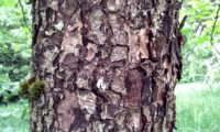 ritidoma de mostajeiro, mostajeiro-das-cólicas com as margens das placas reviradas – Sorbus torminalis