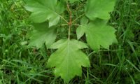 ramalhete de páginas superiores de mostajeiro,mostajeiro-das-cólicas – Sorbus torminalis