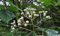 botões de mostajeiro, mostajeiro-das-cólicas quase a abrir – Sorbus torminalis