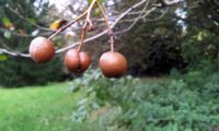 pomos maduros de mostajeiro, mostajeiro-das-cólicas – Sorbus torminalis