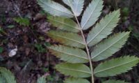 página inferior composta, margens serradas da sorveira, sorva – Sorbus domestica