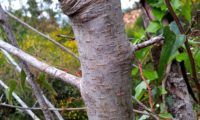 ritidoma juvenil com lenticelas bem aparentes de sorveira, sorva – Sorbus domestica
