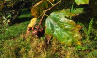 frutos, gemas e folhas de mostajeiro, mostajeiro-das-cólicas – Sorbus torminalis