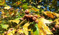 frutos e folhas outonais de mostajeiro, mostajeiro-das-cólicas – Sorbus torminalis