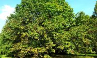 hábito adulto, copa abobada de mostajeiro, mostajeiro-das-cólicas – Sorbus torminalis
