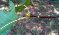 gomo ou gema de mostajeiro, mostajeiro-das-cólicas – Sorbus torminalis