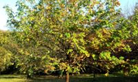 hábito adulto isolado, copa abobado de sorveira, sorva – Sorbus domestica