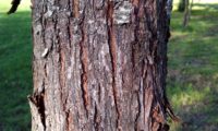 ritidoma de sorveira, sorva – Sorbus domestica