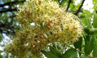 corimbo de flores de sorveira, sorva – Sorbus domestica