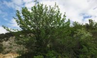 hábito adulto isolado, copa arredondada de sorveira, sorva em flor – Sorbus domestica