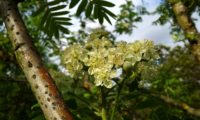 corimbo de flores de sorveira, sorva – Sorbus domestica