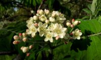 flores e botões de sorveira, sorva – Sorbus domestica