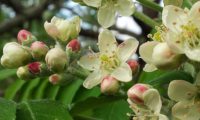 flores e botões de sorveira, sorva, pormenor – Sorbus domestica