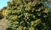 hábito adulto, copa abobada de sorveira, sorva – Sorbus domestica