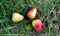 frutos, sorvas maduras de sorveira, sorva – Sorbus domestica