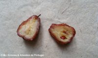 frutos, sorvas maduras de sorveira, sorva – Sorbus domestica