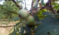 sorvas imaturas de sorveira, sorva, solveira – Sorbus domestica