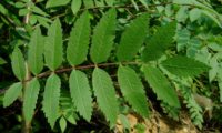 página superior composta de tramazeira, cornogodinho, sorveira-brava – Sorbus aucuparia