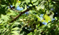 sorvas agrupadas, imaturas de sorveira, sorva – Sorbus domestica