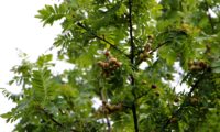 aspecto parcial de sorvas imaturas de sorveira, sorva – Sorbus domestica