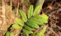 página superior composta da sorveira, sorva – Sorbus domestica