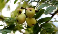 sorvas imaturas de sorveira – Sorbus domestica