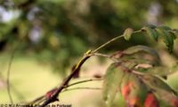 gomo de sorveira, sorva – Sorbus domestica