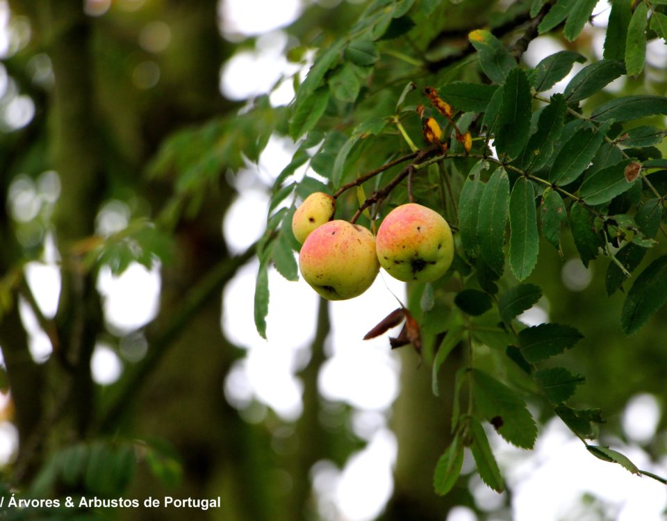 frutos, sorvas maduras de sorveira, sorva – Sorbus domestica