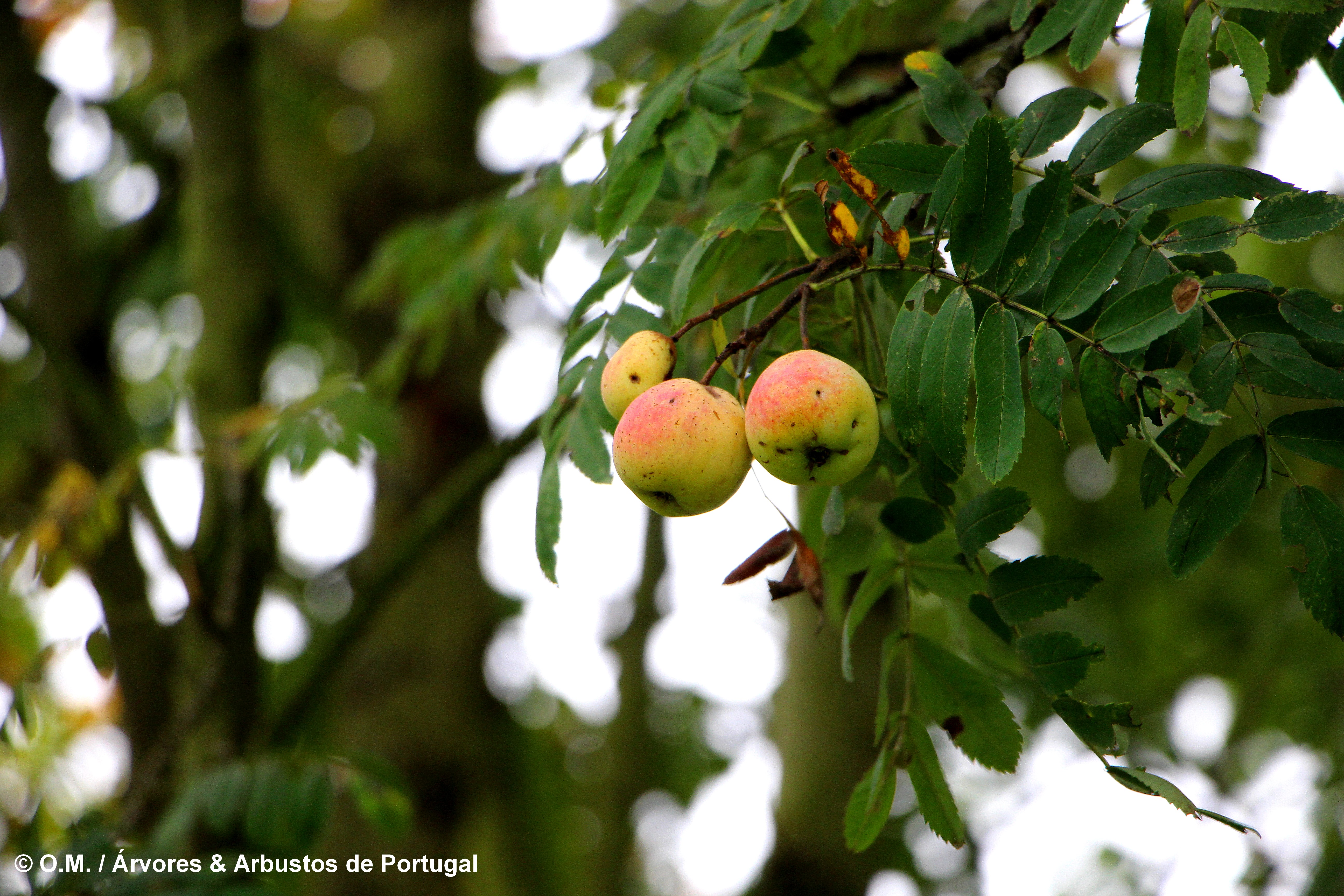 frutos, sorvas maduras de sorveira, sorva – Sorbus domestica