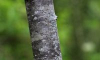 ritidoma juvenil de mostajeiro, mostajeiro-das-cólicas – Sorbus torminalis